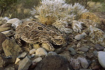 Texas Horned Lizard (Phrynosoma cornutum) camouflaged against rocks, Sierra del Carmen region, Mexico