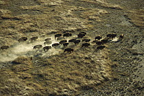American Bison (Bison bison) aerial of running herd, Sierra del Carmen region, Mexico