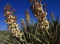 Soaptree Yucca (Yucca elata) flowering in Chihuahuan Desert, Sierra del Carmen region, Mexico