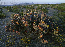 Opuntia (Opuntia sp) cactus in bloom, Chihuahuan Desert, Mexico