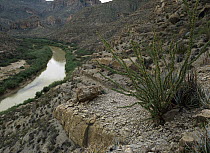 Ocotillo (Fouquieria splendens) growing along the Rio Grande River, Sierra del Carmen region, Mexico