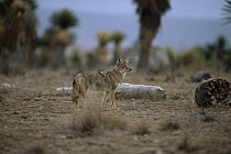 Coyote (Canis latrans) in desert, Sierra del Carmen region, Mexico