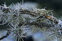 Treefrog camouflaged among lichen, Sierra del Carmen region, Mexico