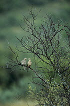 Mourning Dove (Zenaida macroura) pair cooing in bush, Sierra del Carmen region, Mexico