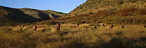 Elk (Cervus elaphus) herd grazing in foothills of Sierra del Carmen, Mexico