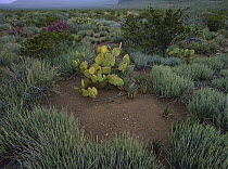 Prickly Pear Cactus and desert vegetation, Chihuahuan Desert, Coahuila state, Mexico