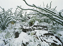 Ocotillo (Fouquieria splendens) and other vegetation, Chihuahuan Desert, Sierra del Carmen region, Coahuila state, Mexico