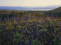 Wildflower field including Lupine, Coahuila state, Mexico