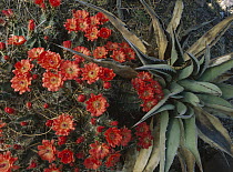 Claret Cup Cactus (Echinocereus triglochidiatus) and Agave, Chihuahuan Desert, Mexico