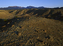 Arid landscape, Chihuahuan Desert, Mexico