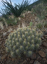 Ocotillo (Fouquieria splendens) landscape, Chihuahuan Desert, Sierra del Carmen region, Coahuila state, Mexico