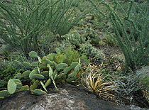 Ocotillo (Fouquieria splendens) landscape, Chihuahuan Desert, Sierra del Carmen region, Coahuila state, Mexico