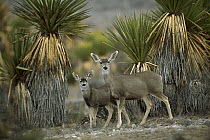 Mule Deer (Odocoileus hemionus) doe and fawn amid Yucca, Chihuahuan Desert, Mexico