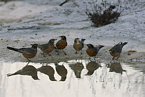 American Robin (Turdus migratorius) group of six gathered at waterhole, Sierra del Carmen region, Mexico