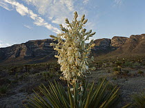 Soaptree Yucca (Yucca elata) flowering in Chihuahuan Desert with Sierra Santa Rosa in the background, Mexico