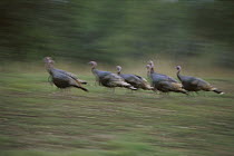 Wild Turkey (Meleagris gallopavo) posse of males running, Serranias del Burro, Coahuila, Mexico