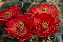 Claret Cup Cactus (Echinocereus triglochidiatus) flowers, Chihuahuan Desert, Mexico