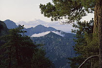 Pine (Pinus sp) forest overlooking Sierra del Carmen region, Coahuila, Mexico