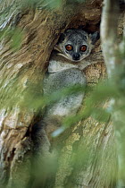 White-footed Sportive Lemur (Lepilemur leucopus) in tree crevice, Madagascar
