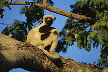 Coquerel's Sifaka (Propithecus coquereli) in western deciduous forest, Madagascar