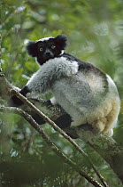 Indri (Indri indri) in tree, eastern Madagascar