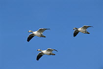 Snow Goose (Chen caerulescens) trio flying in formation, North America