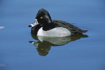 Ring-necked Duck (Aytha collaris) male, North America