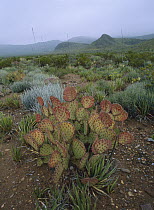 Beavertail Cactus (Opuntia basilaris) in the Sierra del Carmen, Mexico