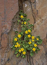 Yellow flowers growing in rock crack, Sierra del Carmen, Mexico