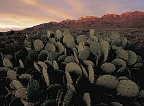 Beavertail Cactus (Opuntia basilaris) and peaks in the Maderas del Carmen range, Chihuahuan Desert, Mexico