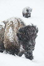 American Bison (Bison bison) pair in winter, Yellowstone National Park, Wyoming