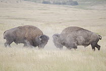American Bison (Bison bison) bulls fighting, National Bison Range, Montana