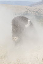 American Bison (Bison bison) dust bathing, National Bison Range, Montana