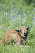 American Bison (Bison bison) calf licking nose, National Bison Range, Montana