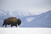 American Bison (Bison bison) in winter, National Bison Range, Montana