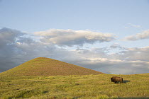 American Bison (Bison bison) in grassland, National Bison Range, Montana
