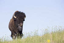 American Bison (Bison bison), National Bison Range, Montana