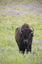 American Bison (Bison bison), National Bison Range, Montana