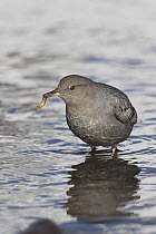 American Dipper (Cinclus mexicanus) with insect prey, Yellowstone National Park, Wyoming