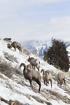 Bighorn Sheep (Ovis canadensis) rams in winter, Yellowstone National Park, Wyoming