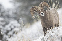 Bighorn Sheep (Ovis canadensis) ram in winter, Yellowstone National Park, Wyoming
