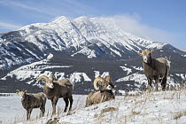 Bighorn Sheep (Ovis canadensis) rams and females in winter, Jasper National Park, Alberta, Canada