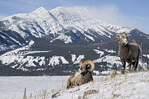 Bighorn Sheep (Ovis canadensis) ram and female in winter, Jasper National Park, Alberta, Canada