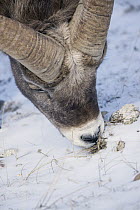 Bighorn Sheep (Ovis canadensis) ram grazing on dry grass in winter, Canada