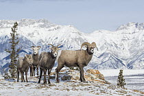 Bighorn Sheep (Ovis canadensis) ram, females, and lamb in winter, Jasper National Park, Alberta, Canada