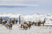 Bighorn Sheep (Ovis canadensis) herd in winter, Jasper National Park, Alberta, Canada