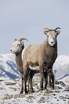 Bighorn Sheep (Ovis canadensis) females in winter, Jasper National Park, Alberta, Canada