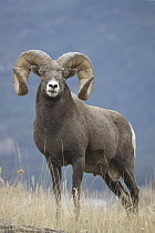 Bighorn Sheep (Ovis canadensis) ram, Montana