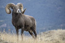 Bighorn Sheep (Ovis canadensis) ram, Montana