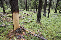 Western Larch (Larix occidentalis) tree with cambium layer partially eaten by Black Bear (Ursus americanus), Yaak, Montana